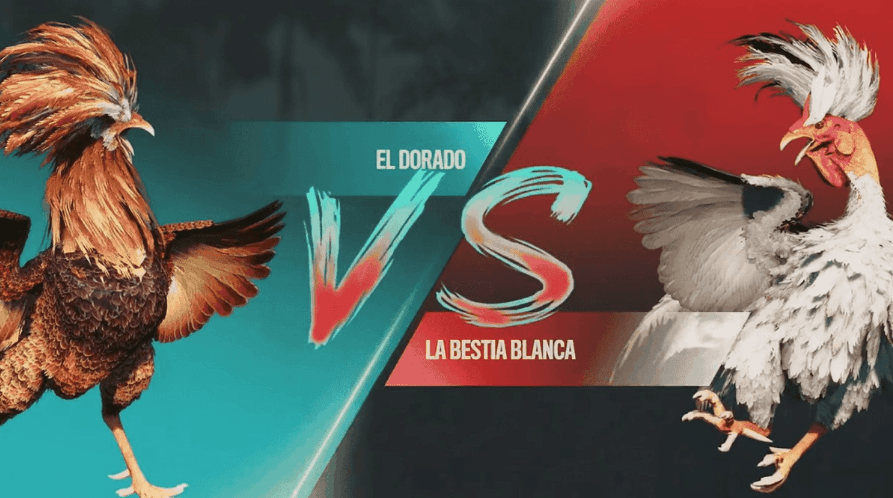 Rinha de Galo Online na 648bet: Aposte e Veja a Ação Ao Vivo 7 648bet